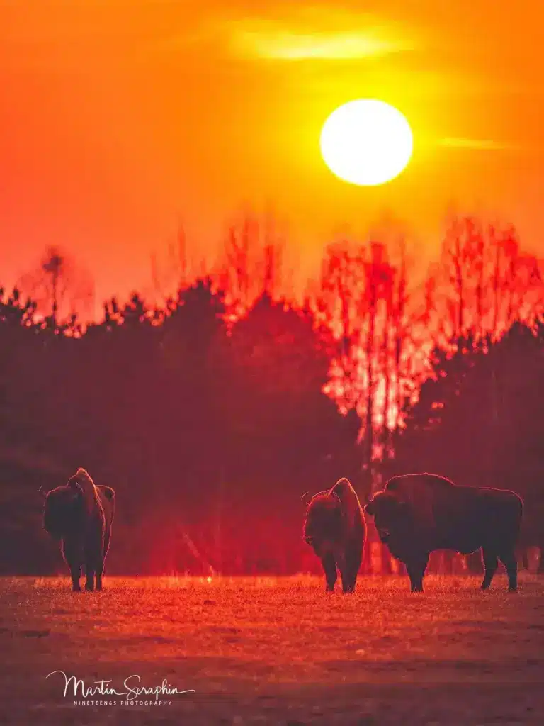 bison bialowieza a1 20250322 dsc01183