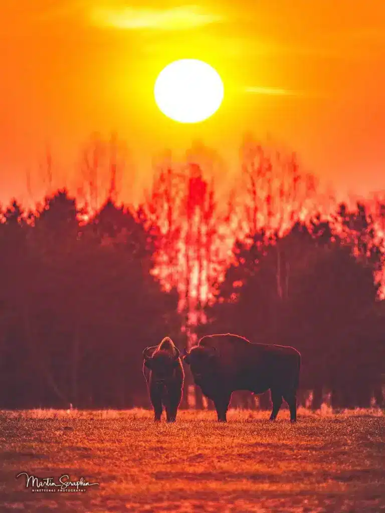 bison bialowieza a1 20250322 dsc01190 2
