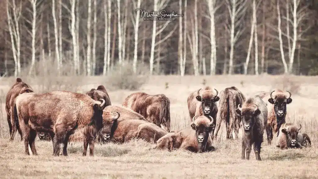 bison bialowieza a1 20250322 dsc07545