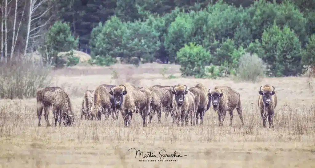 bison bialowieza a1 20250322 dsc08162