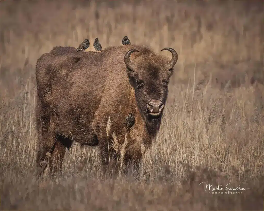 bison bialowieza a1 20250323 dsc02532