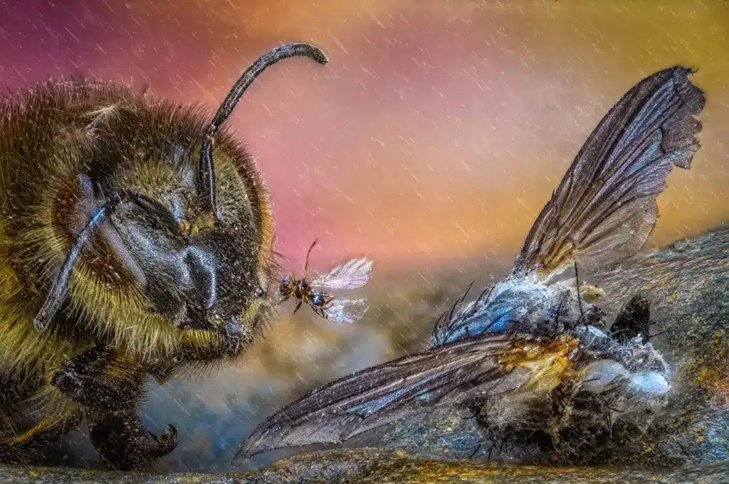 insektenfriedhof