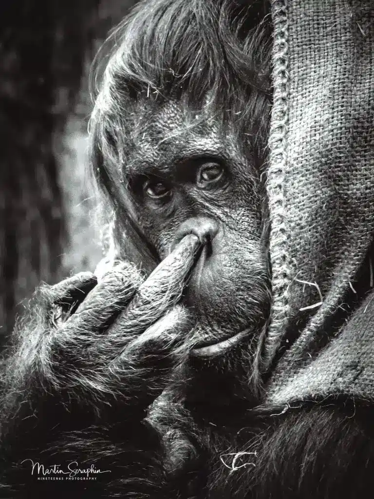 martin seraphin tierfotografie 004