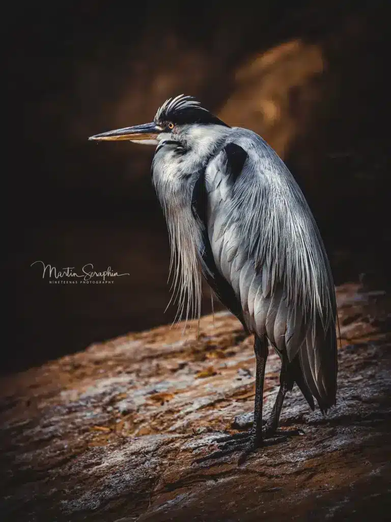 martin seraphin tierfotografie 009