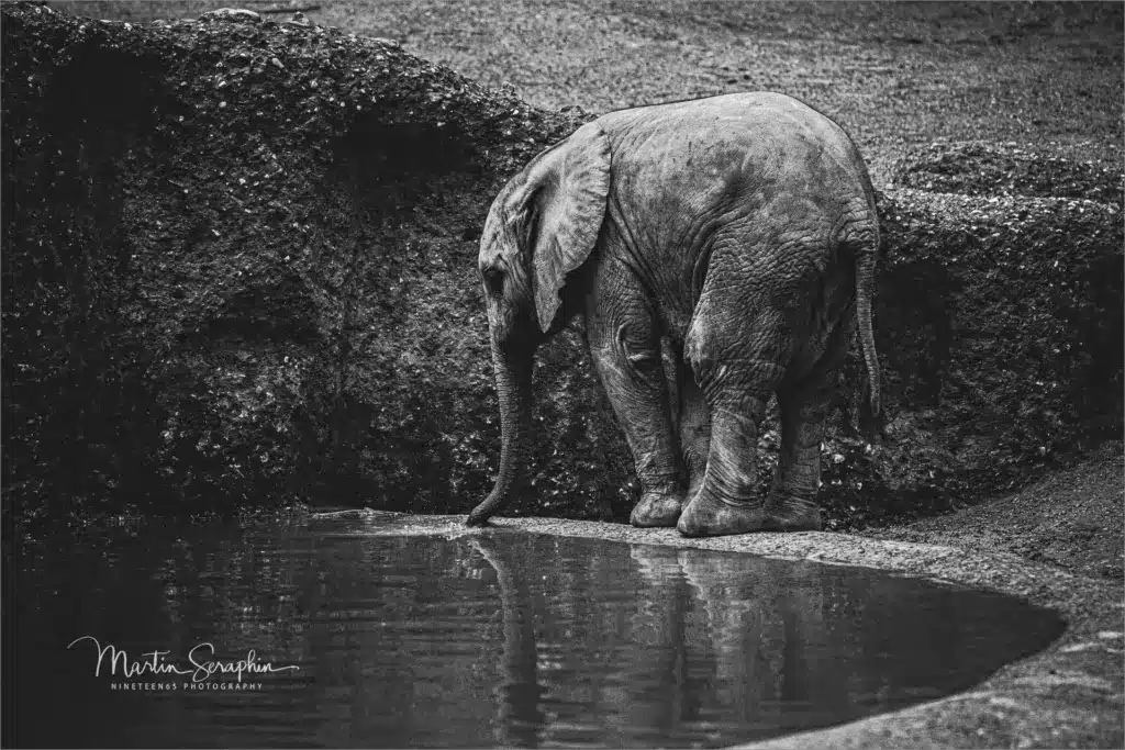 martin seraphin tierfotografie 011