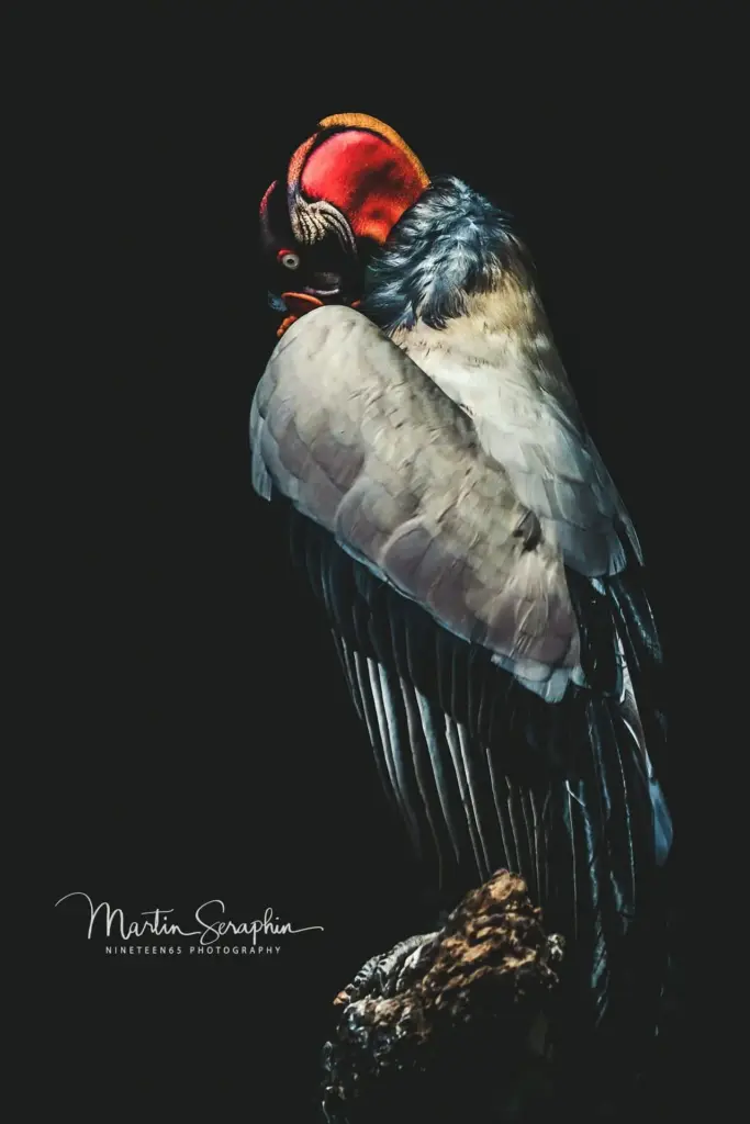 martin seraphin tierfotografie 021