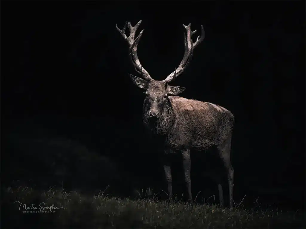 martin seraphin tierfotografie 024