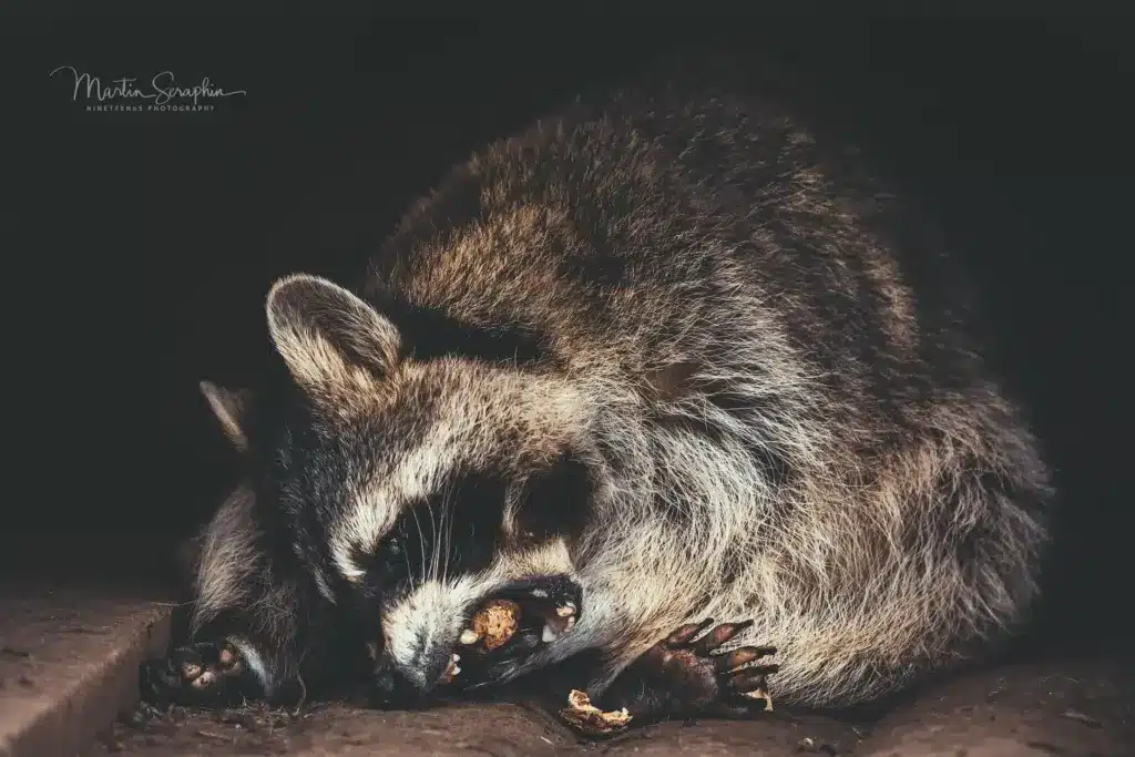 martin seraphin tierfotografie 034