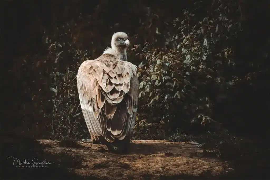martin seraphin tierfotografie 041