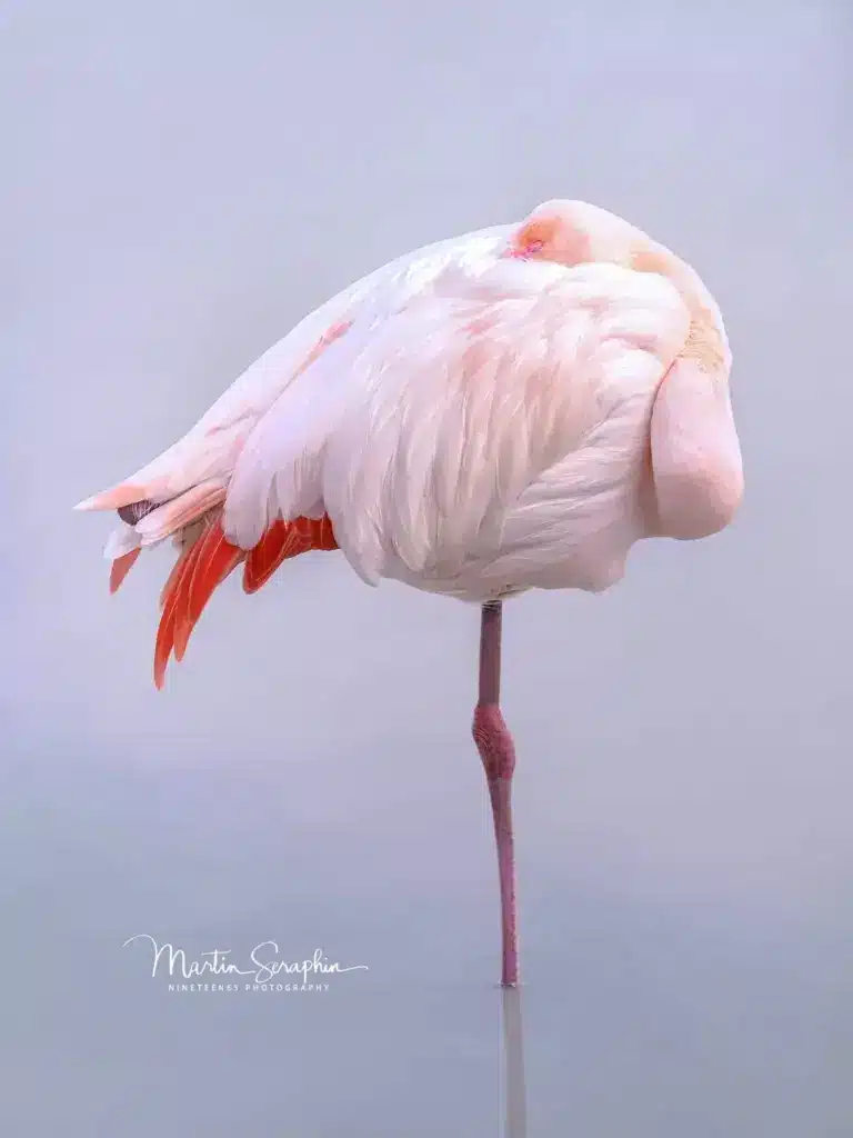 martin seraphin tierfotografie 043