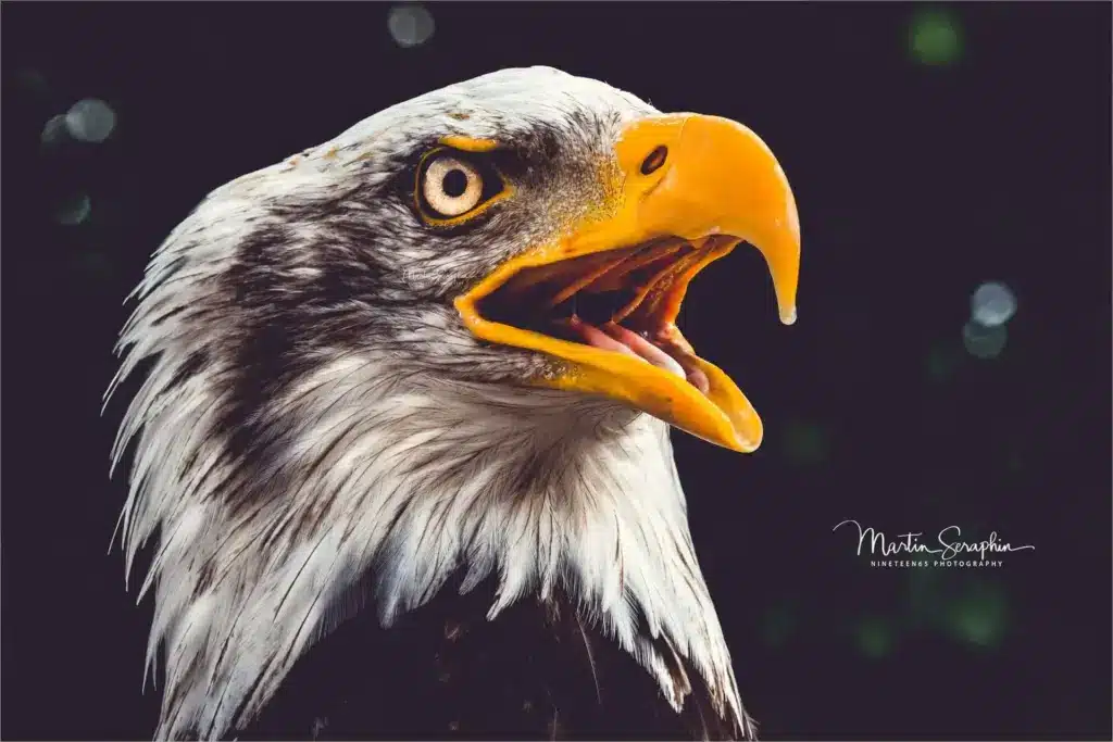 martin seraphin tierfotografie 055