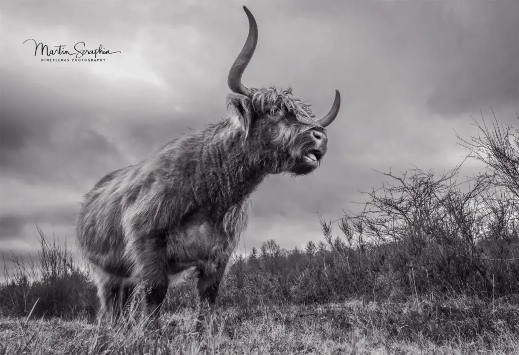 martin seraphin tierfotografie 057