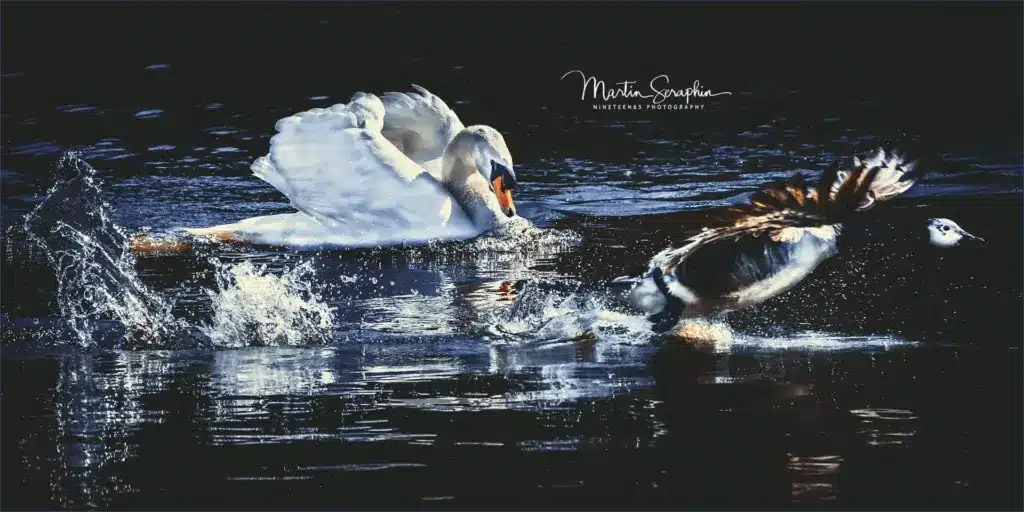 martin seraphin tierfotografie 065
