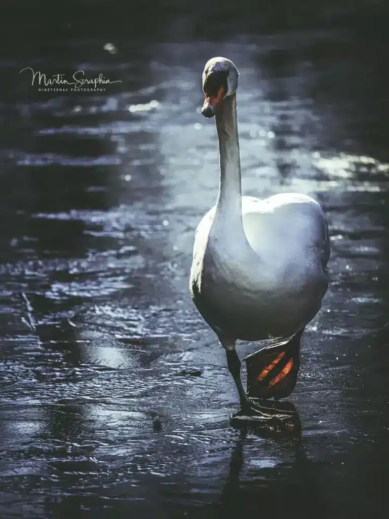 martin seraphin tierfotografie 068
