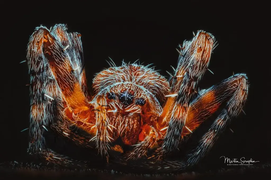 spiderman 2021 04 04 16 19 04 csmoothing3 web