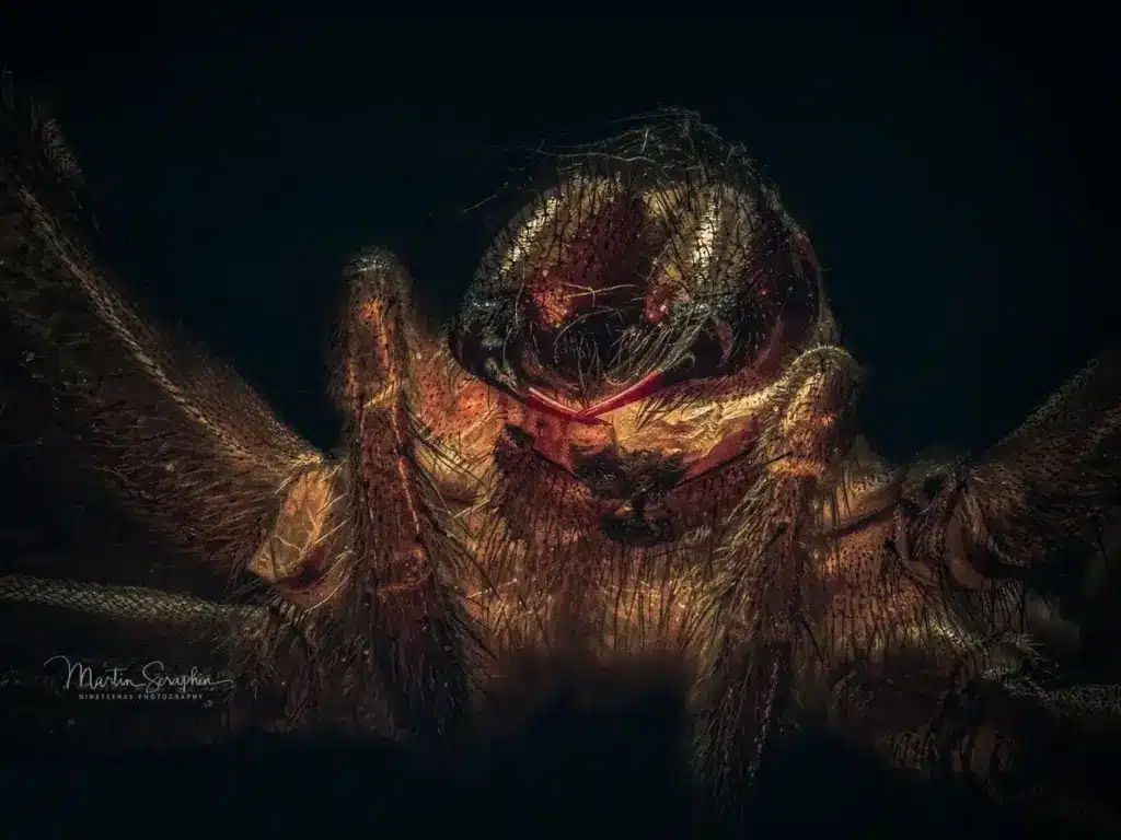 spinne skelett 01 2021 05 08 18 45 57 csmoothing3 web
