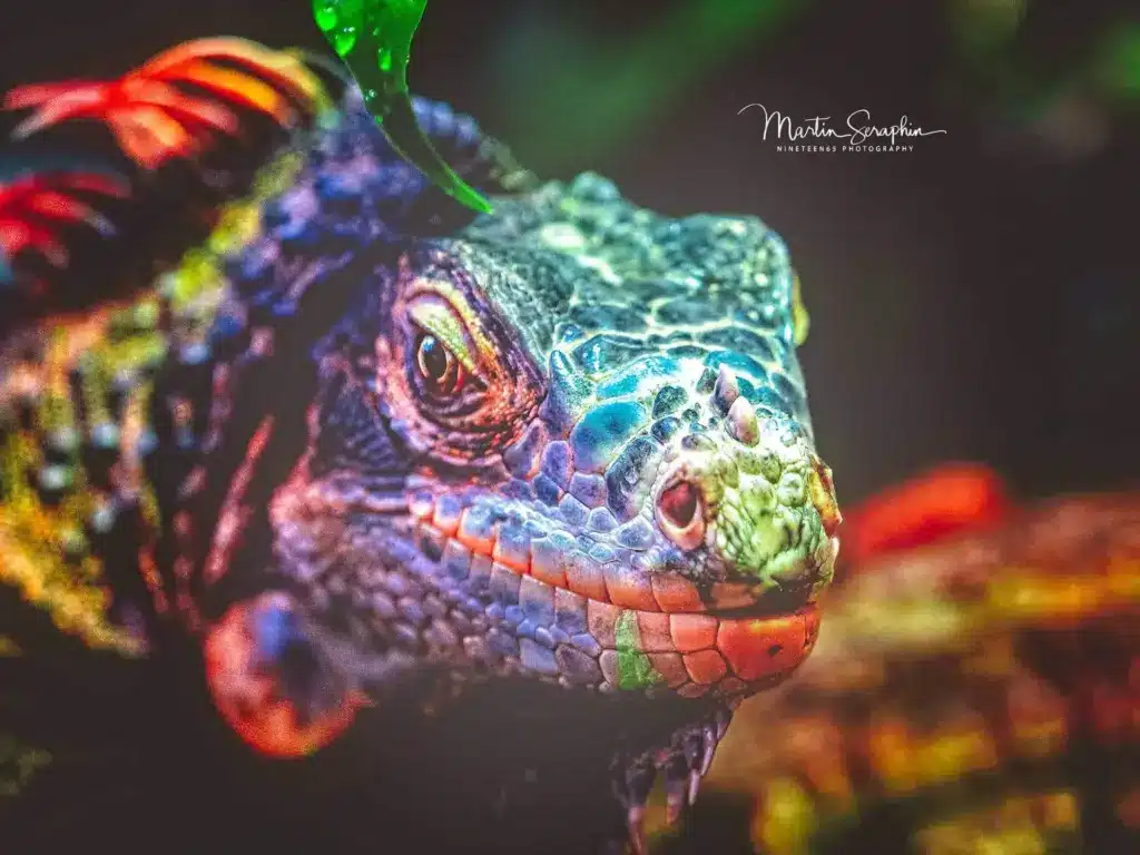 terra zoo rheinberg a7riii 20190710 dsc04902