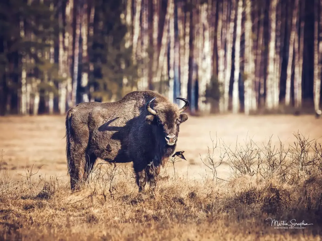 warschau bialowieza a1 20250323 dsc02323