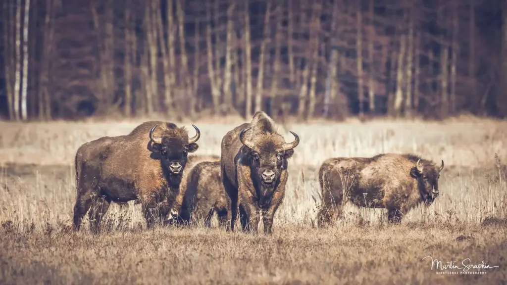 warschau bialowieza a1 20250323 dsc02436