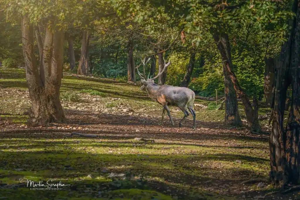wildpark schmidt a1 20220930 dsc00272