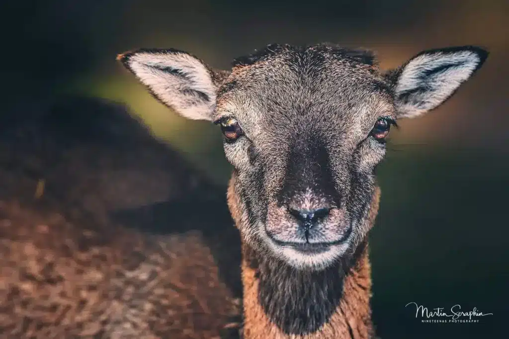 wildpark schmidt a1 20220930 dsc00351